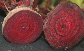 image of beets